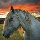 Calling amateur equine photographers