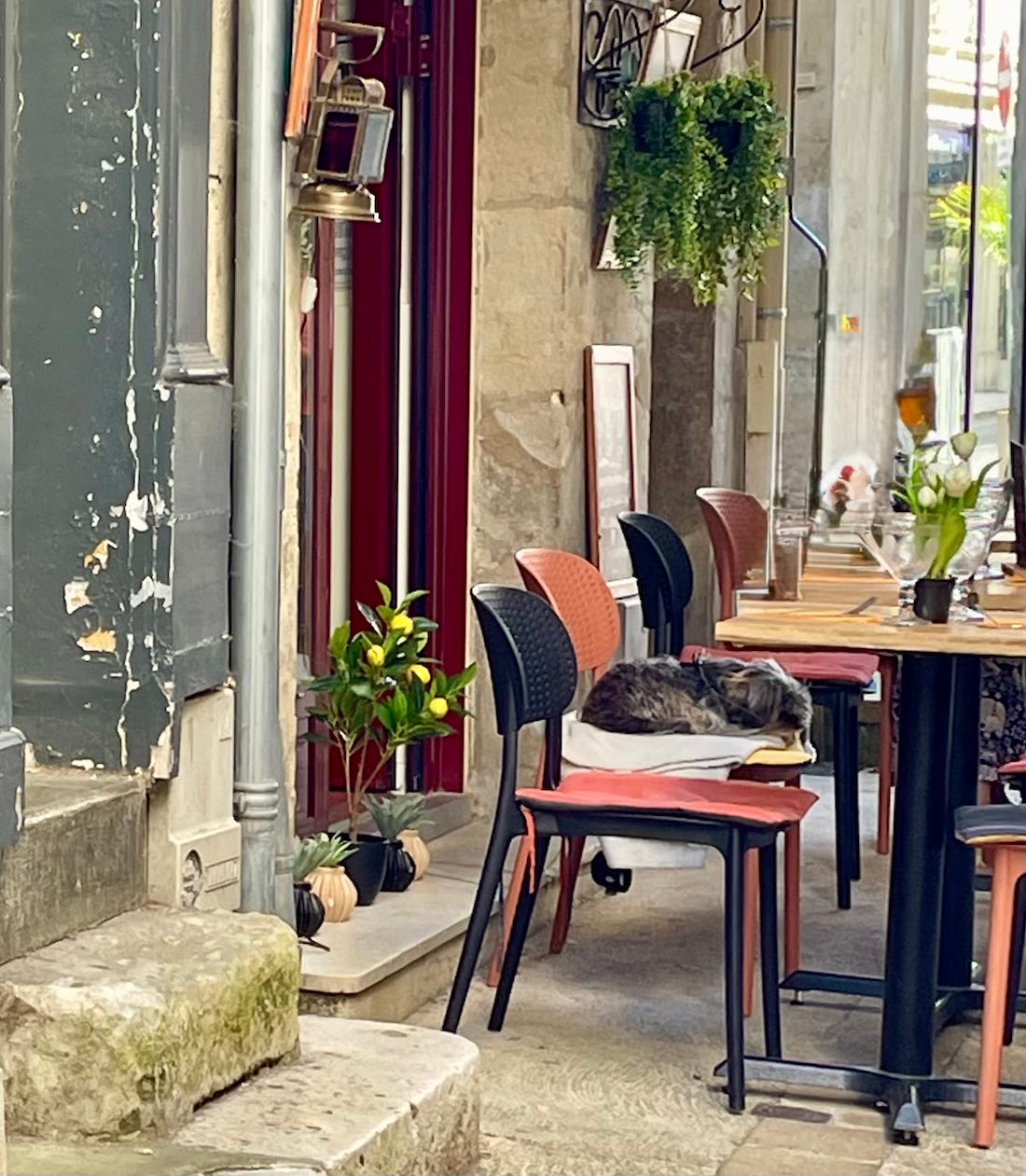 A little dog at a sidewalk café, Périgueux, France 