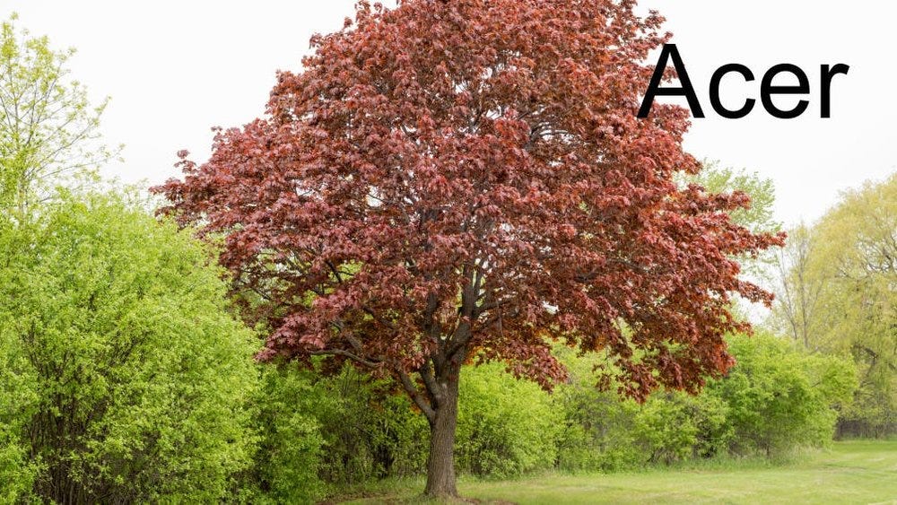80-trees-shrubs 35.jpeg 80-trees-shrubs 35.jpeg