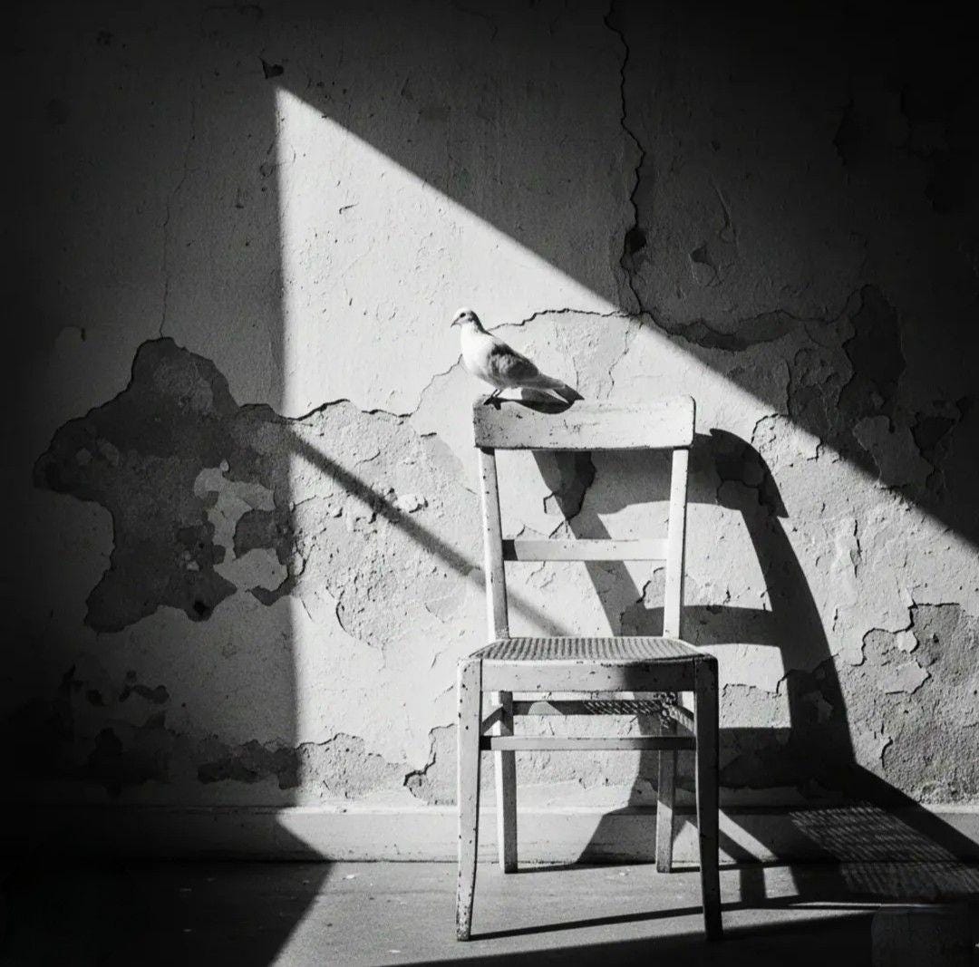 May be a black-and-white image of pigeon