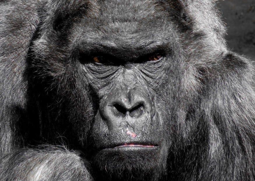 Angry gorilla.