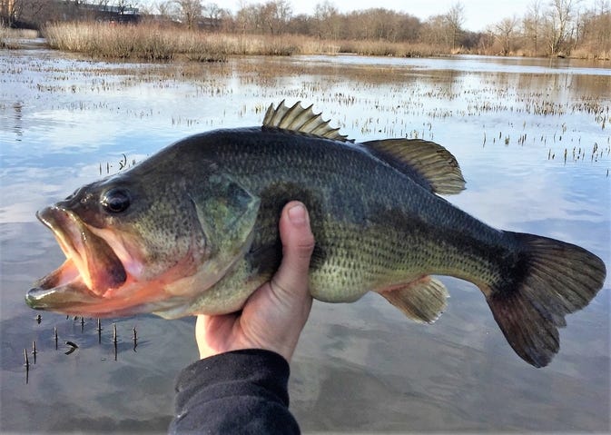 Micropterus salmoides Micropterus salmoides