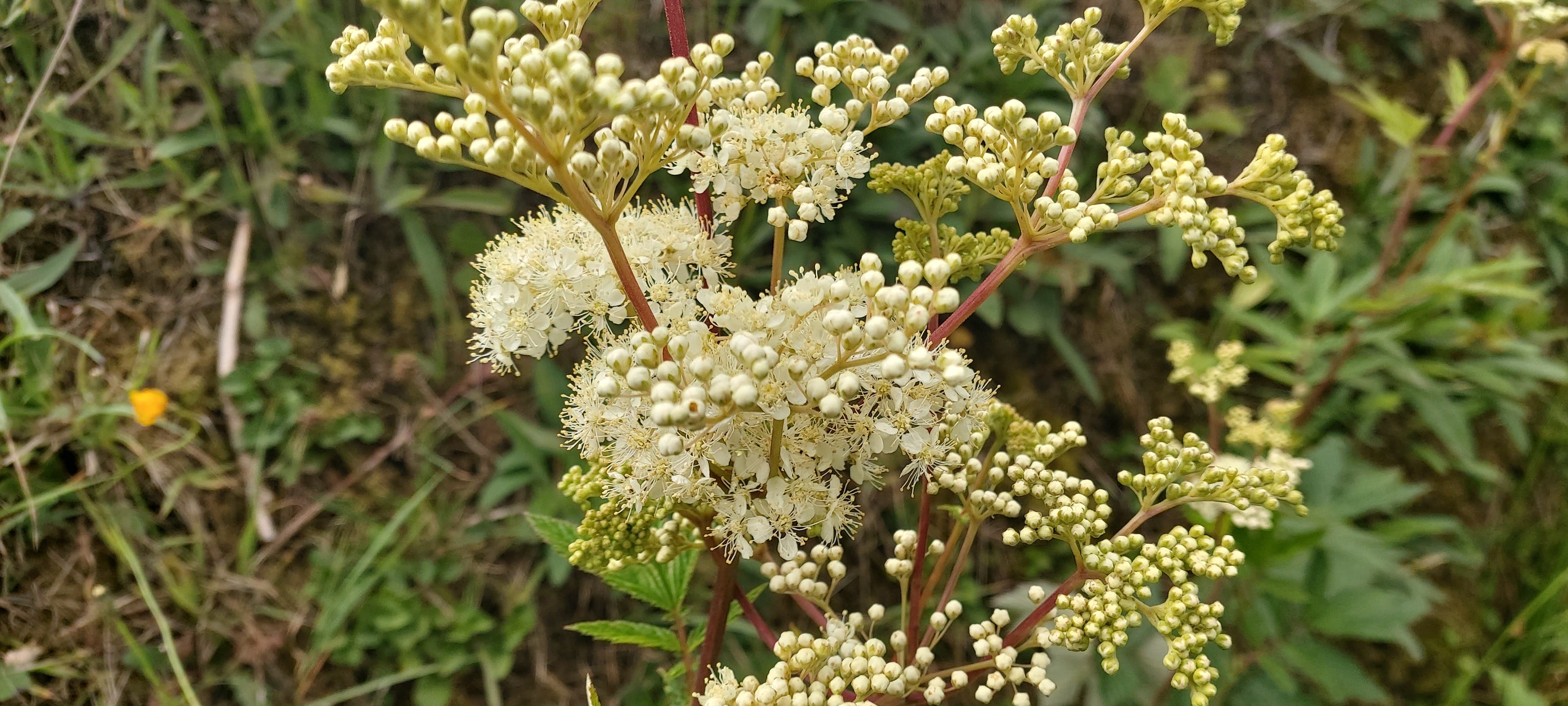 The red stems and clusters of fluffy-looking tiny cream flowers of the meadowseet; in this image, many of the flowers have not yet opened, they look like tiny white balls, or beads. The red stems and clusters of fluffy-looking tiny cream flowers of the meadowseet; in this image, many of the flowers have not yet opened, they look like tiny white balls, or beads.