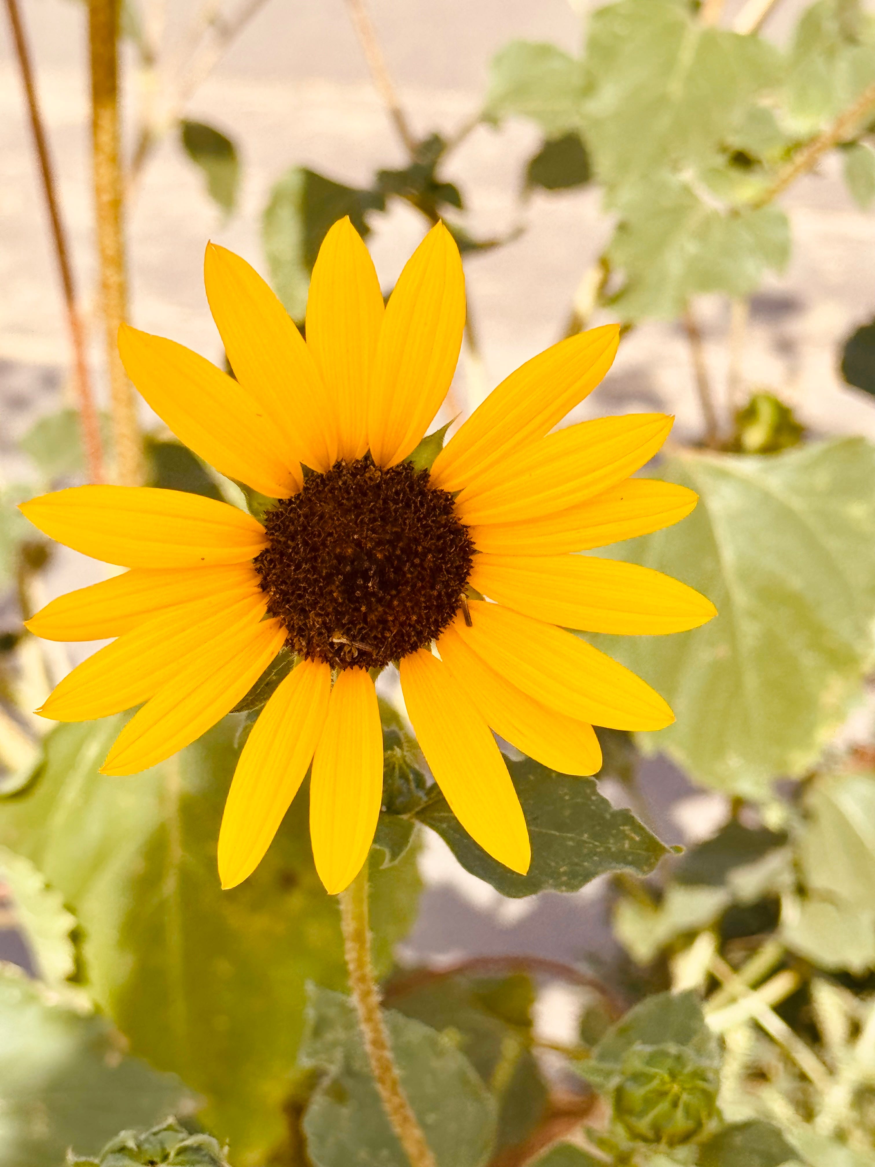 Sunflowers
