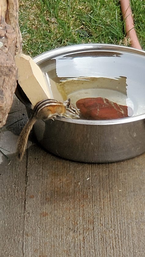 A nine-image gallery grid. Top row, left to right: geraniums and other flowers in a yard, a view of hills from the top of a ridge, a rainbow in a neighborhood. Middle row, left to right: Potted plants on a backyard patio, looking through trees to a river and a small village on the far side of the river, an abundant backyard garden. Bottom row, left to right: a chipmunk perched on the edge of a large metal dog bowl, getting a drink, graffiti on a train car, two magpies on a wire fence.