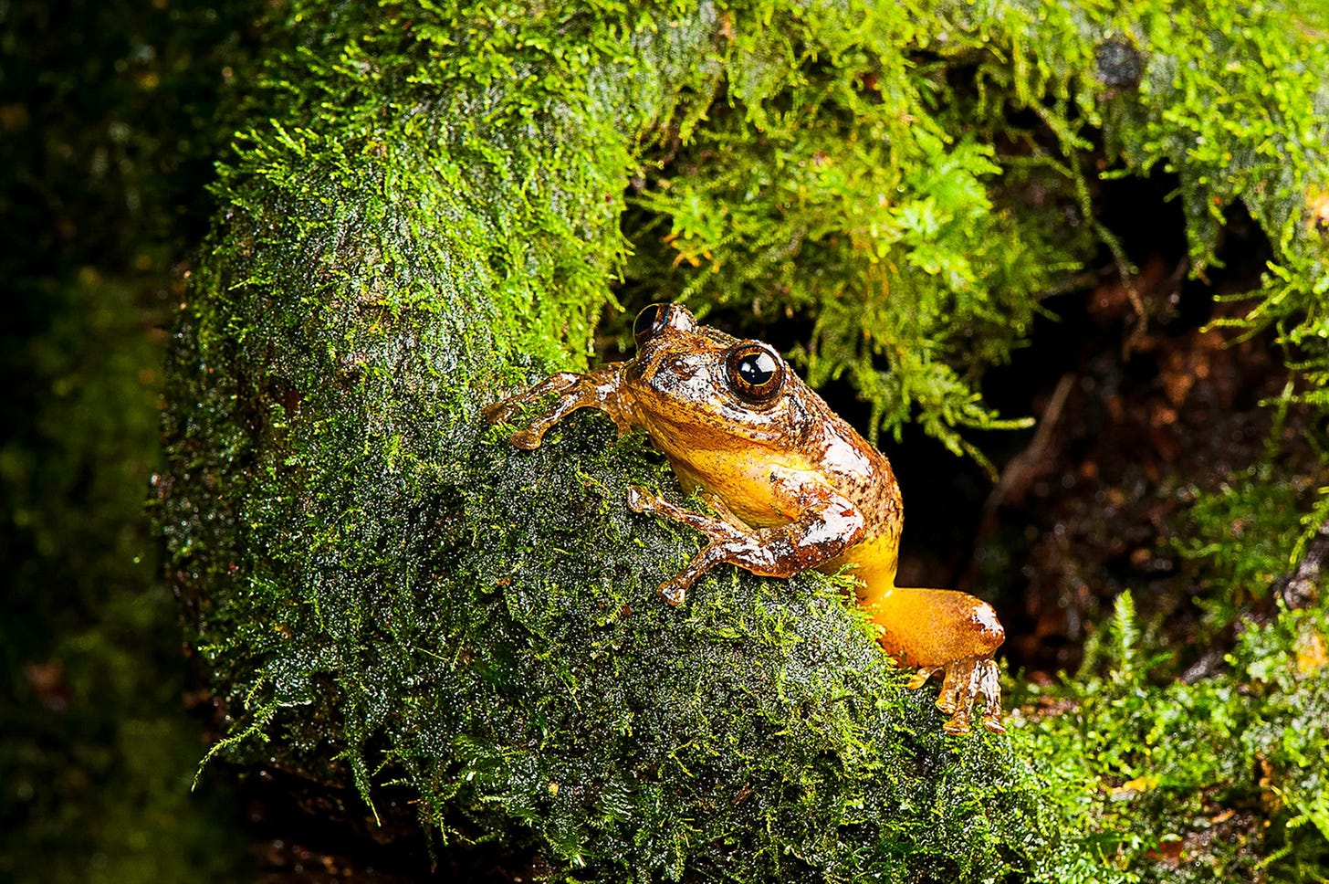 Extinct' Frog Rediscovered After 150 Years, Eats Mom's Eggs