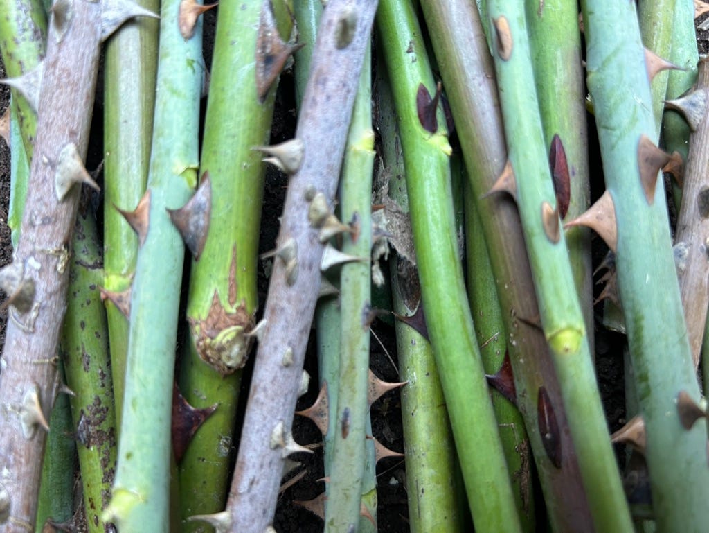 Close-up of thorns on stems

Description automatically generated