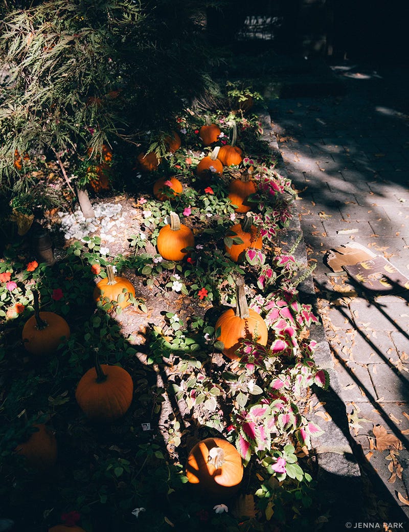 Pumpkins in sunlight