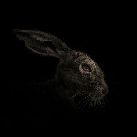 The Rabbit's Den