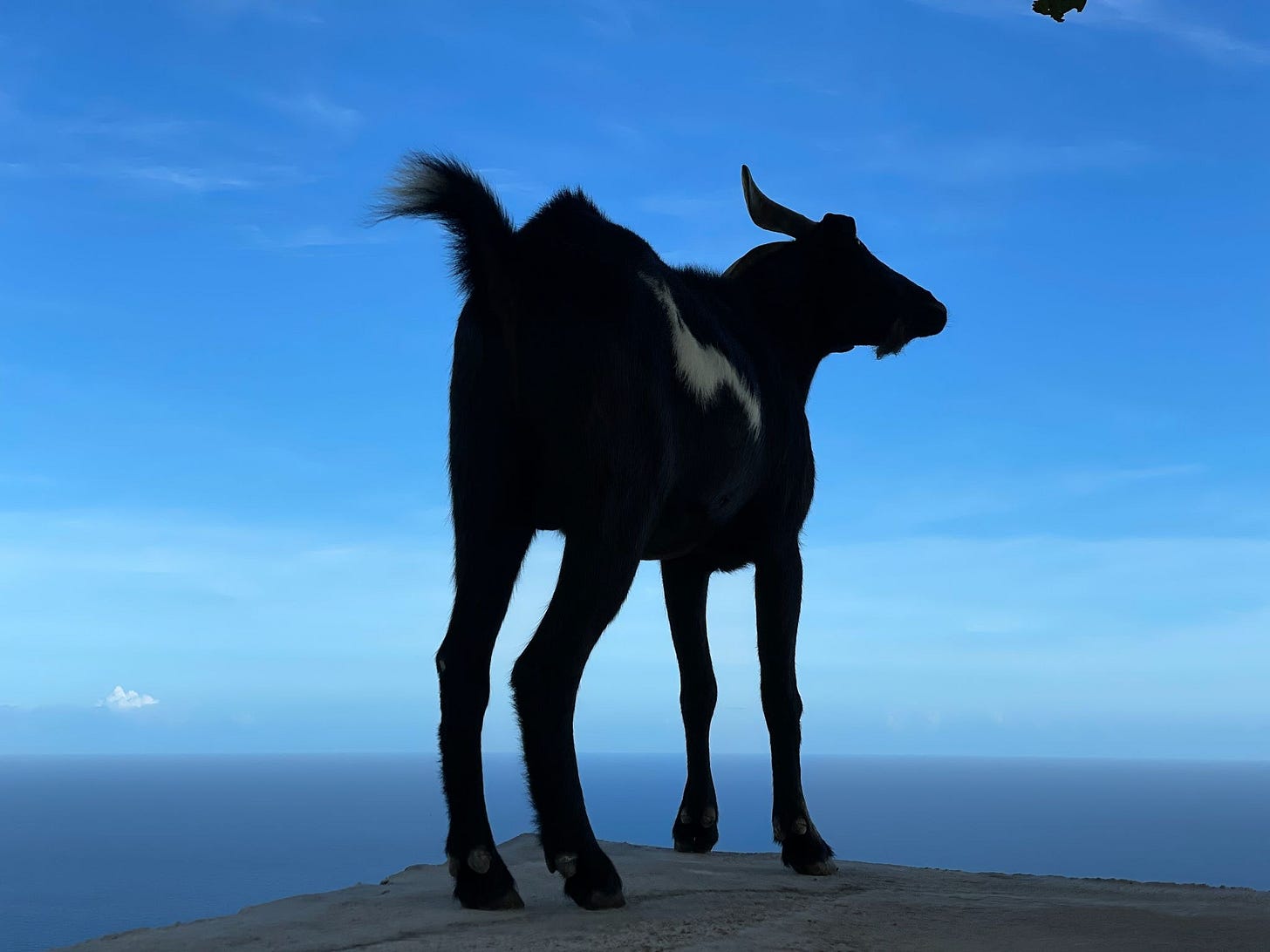 Moo Baah with Ocean Views