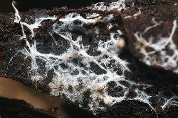 Fungal mycelium (Mycorrhizae) that provide symbiotic relationship between plants and fungi