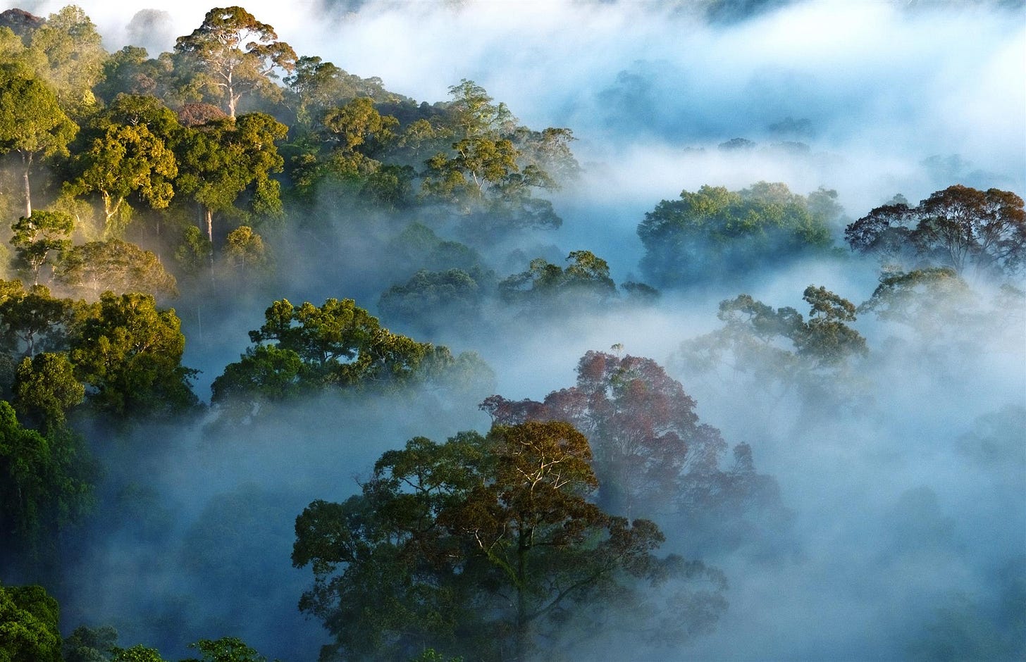 The 1% for the Planet network supports the Amazon Rainforest. Here's ...