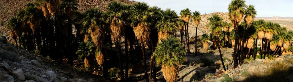 palms-palmbowlgrove-panorama-view-from-above
