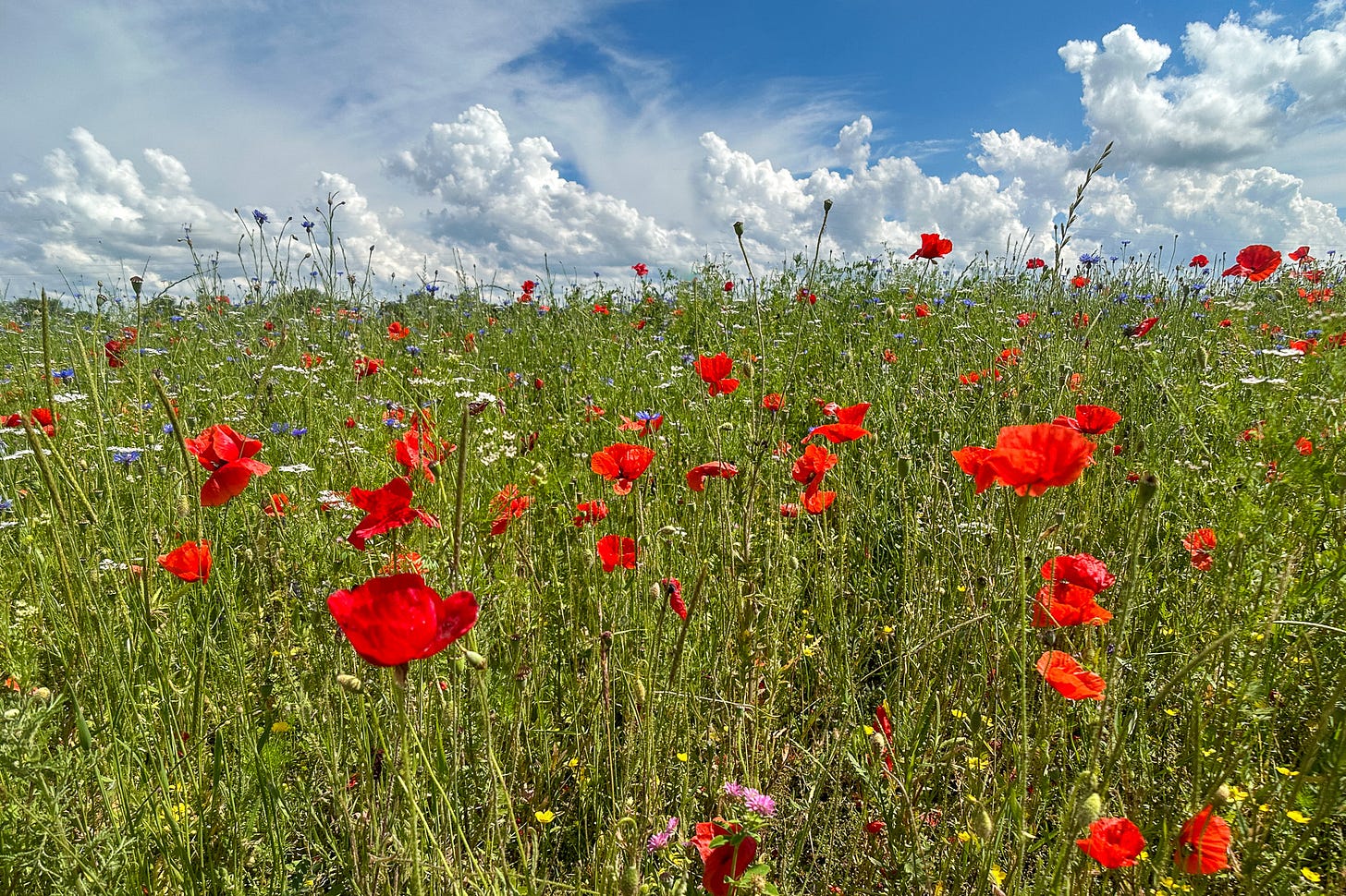 Acker-Biodiversitätsförderfläche mit Mohn. Acker-Biodiversitätsförderfläche mit Mohn.