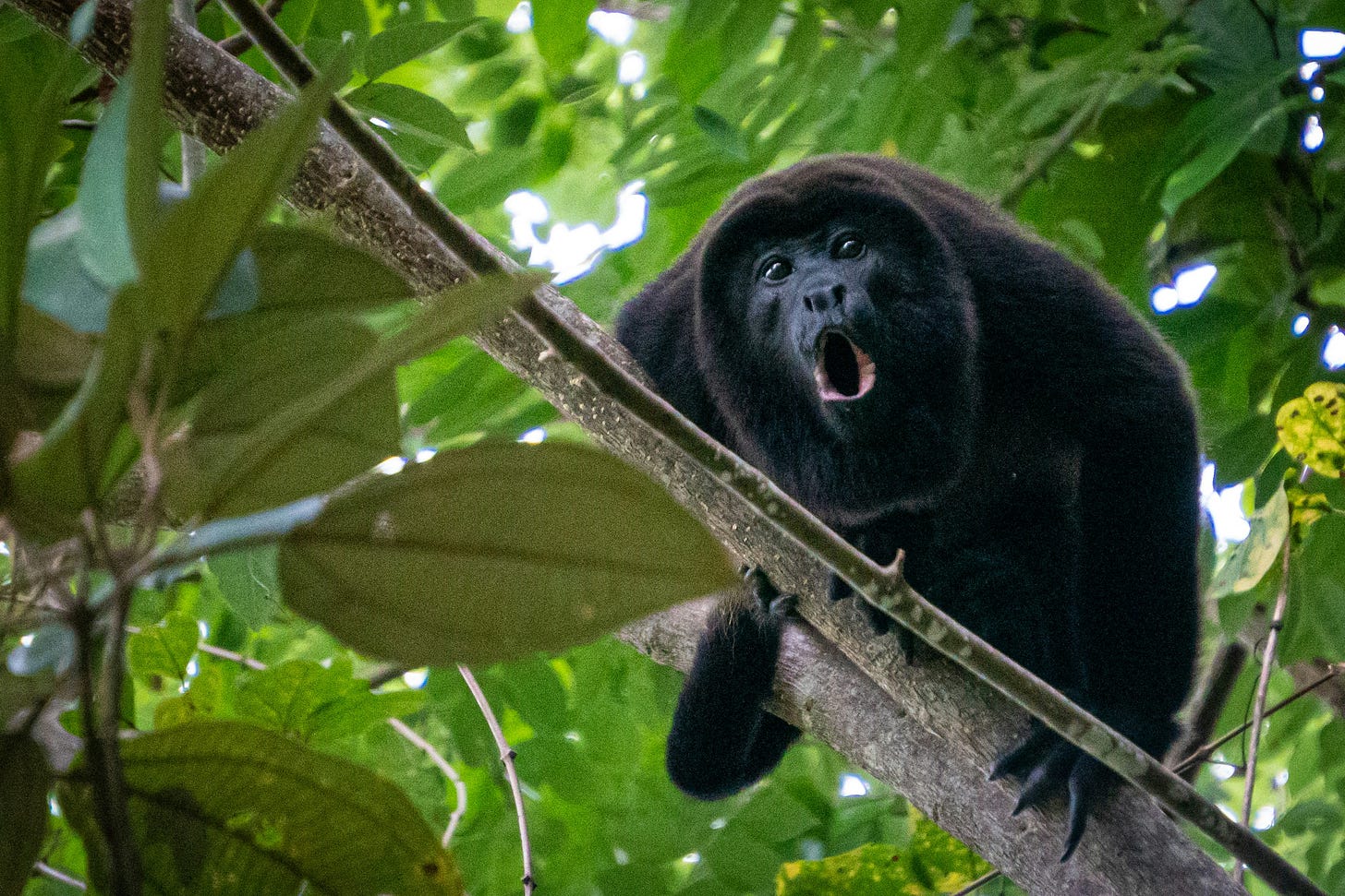 Howler monkey in Belize Howler monkey in Belize