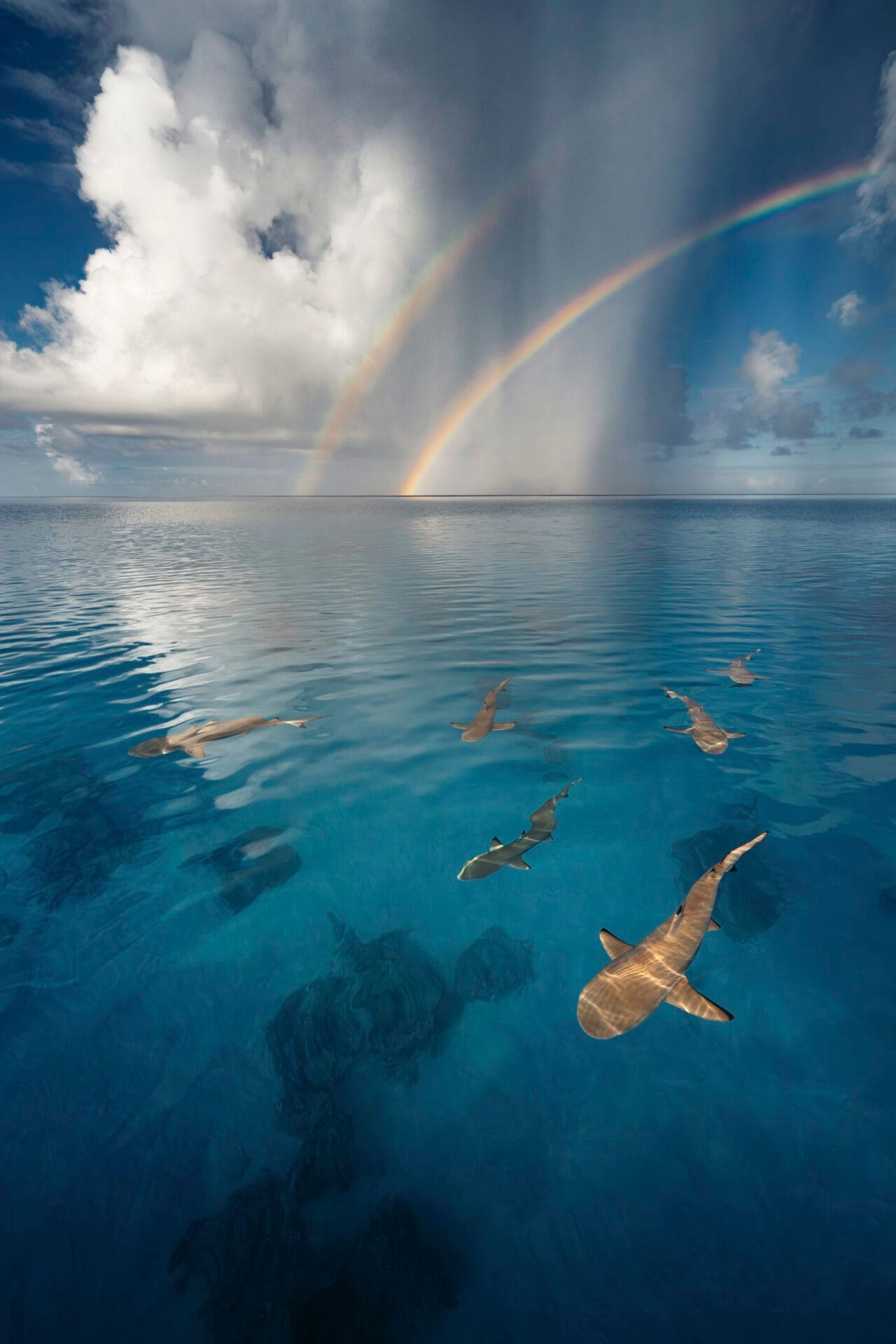 a double rainbow emerges over an ocean scene with sharks in the foreground illuminated by the sun