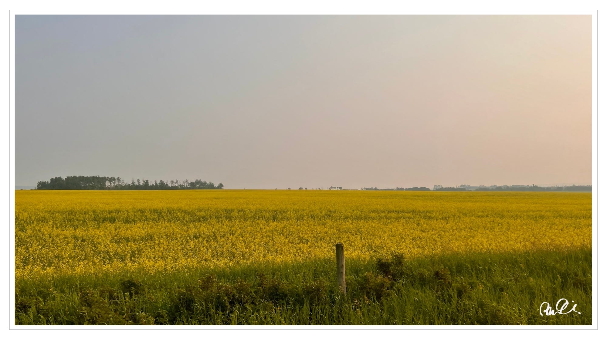 Safflower fields, sunset, BC