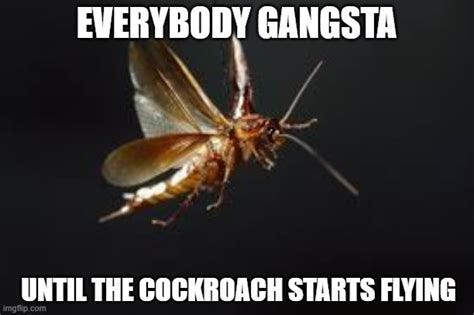 Everybodygangsta - Imgflip