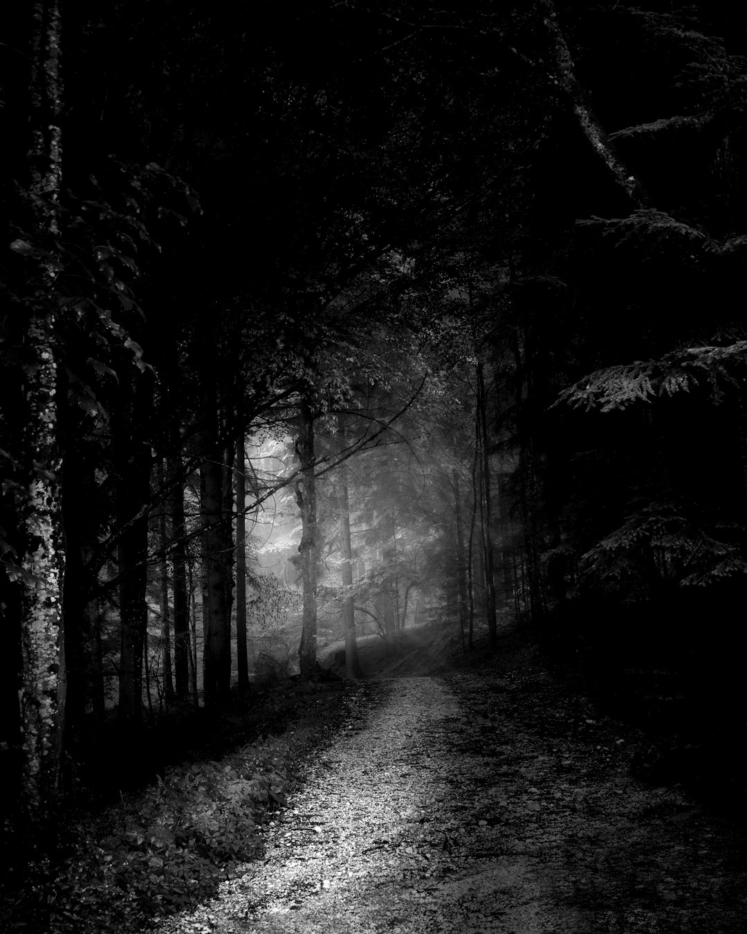 grayscale photo of trees and pathway grayscale photo of trees and pathway