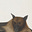 Last Marginalia's avatar