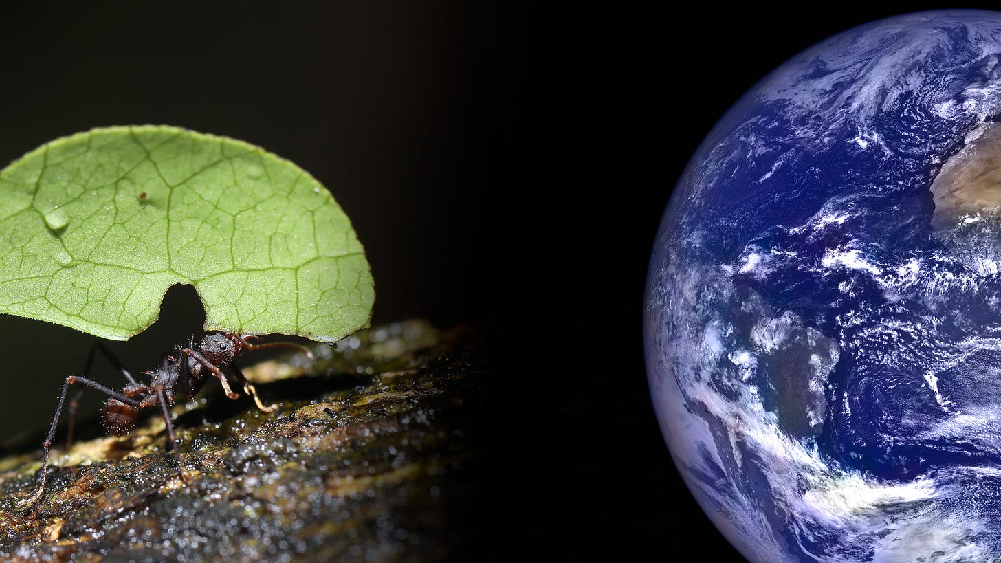 E.O. Wilson's last dream