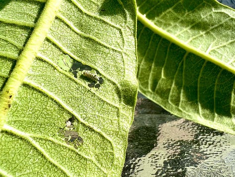 Monarch caterpillars on milkweed leaves.