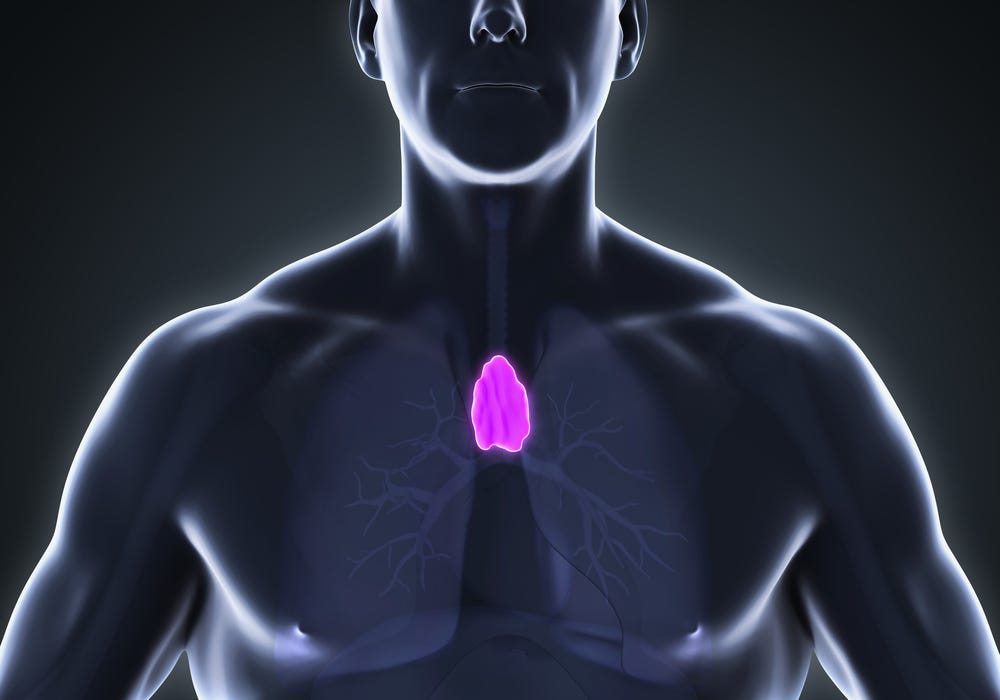 Thymus: Facts, Function & Diseases | Live Science