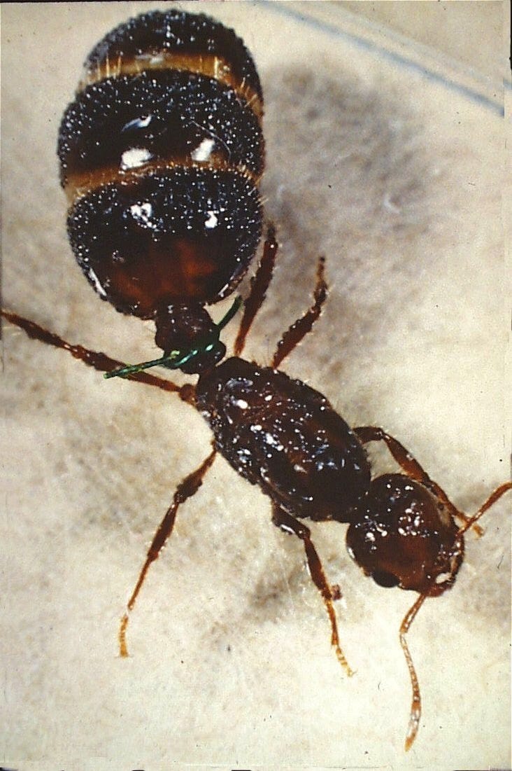 A Queen's Opportunities - by Walter Tschinkel, image size:732x1101