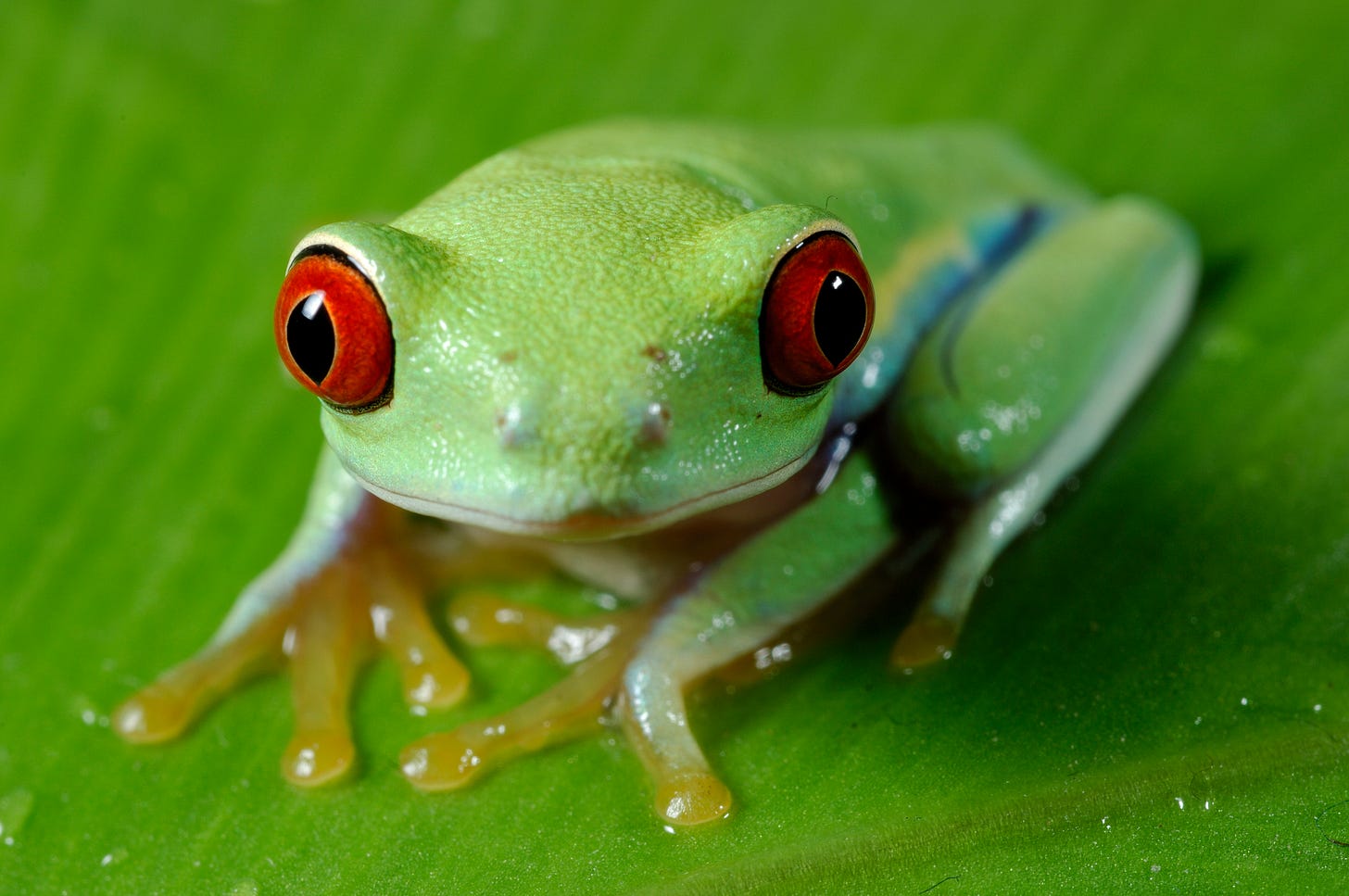Green tree frog with red eyes and orange feet sitting on a green leaf