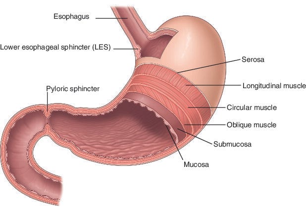 stomach | Taber's Medical Dictionary