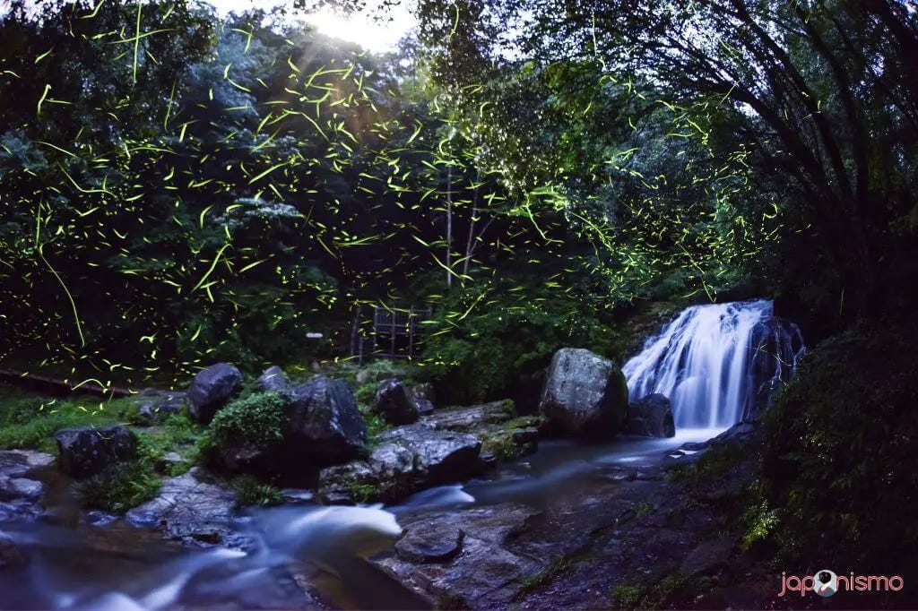 Las luciérnagas vuelan siempre cerca de arroyos o fuentes de aguaLuciérnagas en junio en Japón