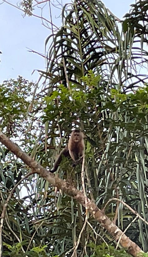 A deer, Tapir and monkey in the amazon jungle