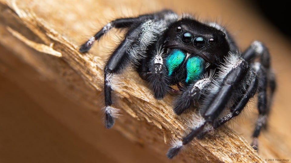 Bold Jumping Spiders - The Infinite Spider