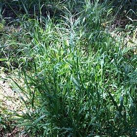 Conversations with Critters