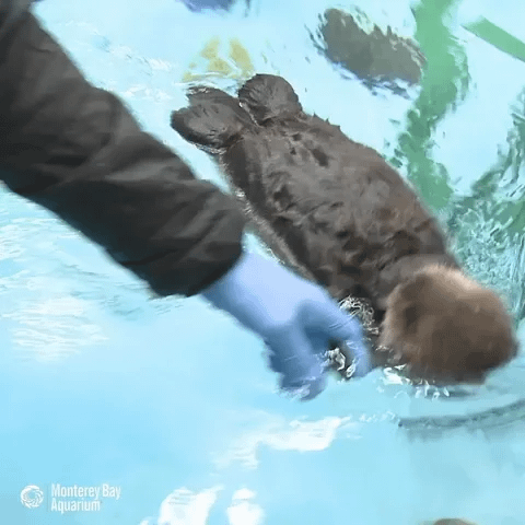 Sea Otter Float GIF by Monterey Bay Aquarium Sea Otter Float GIF by Monterey Bay Aquarium