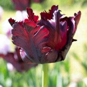 Tulip varieties 