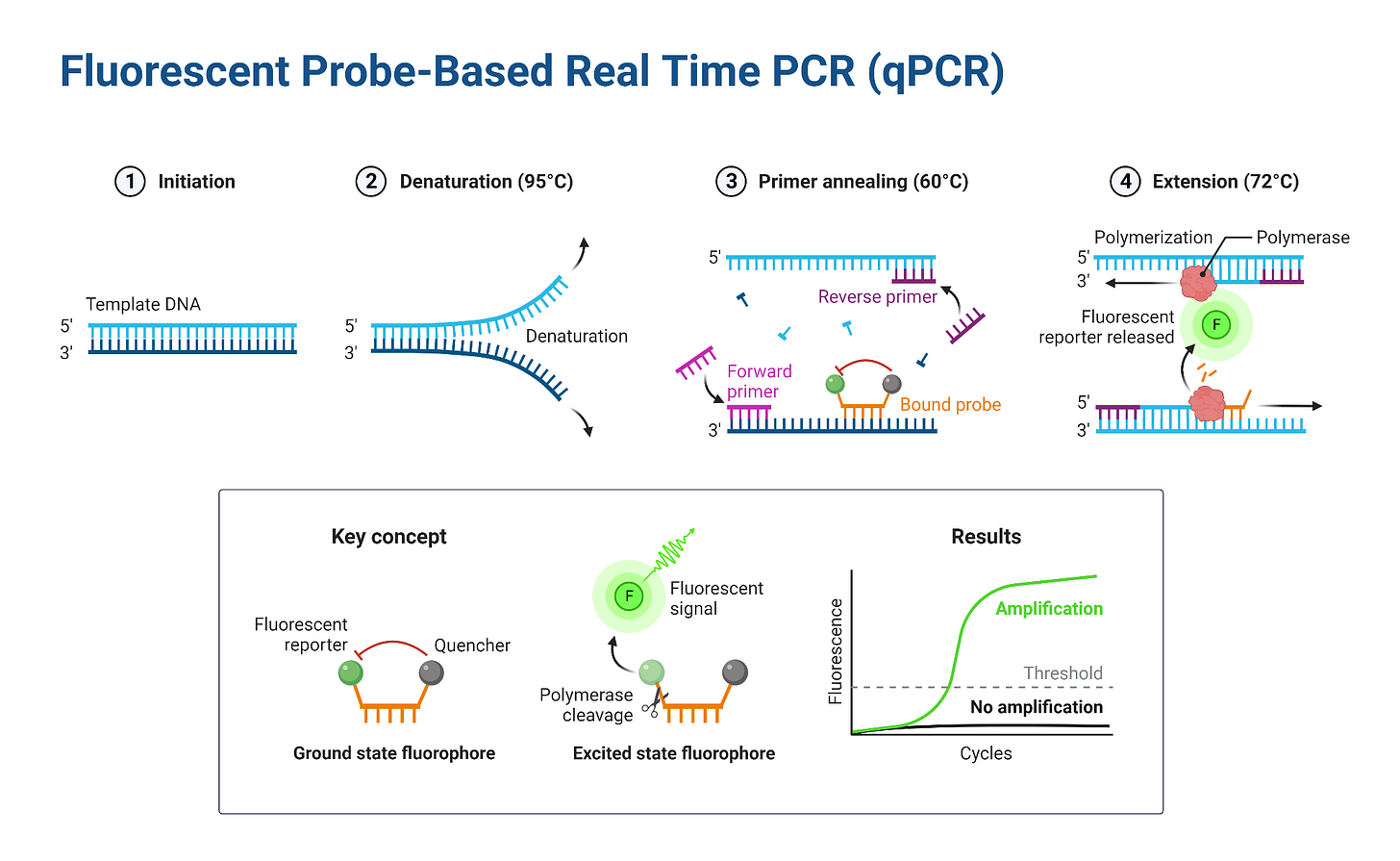 An editable high resolution scientific image depicting Fluorescent Probe-Based Real Time PCR