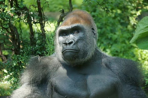 Portraits of a Bronx zoo gorilla