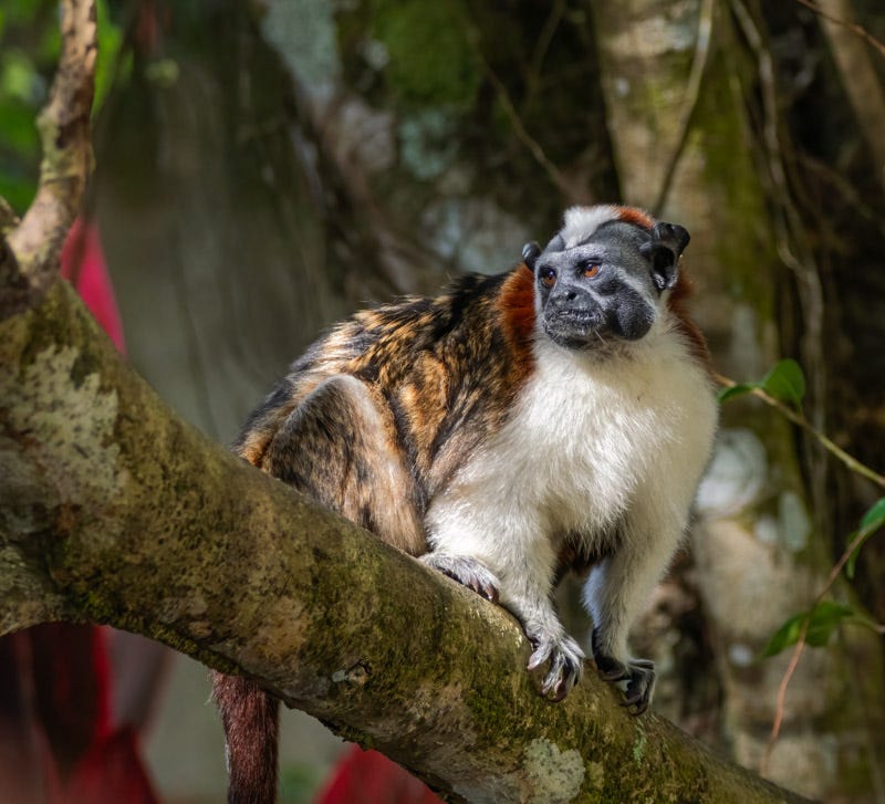 20260218-Panama-2-Edit.jpg 20260218-Panama-2-Edit.jpg