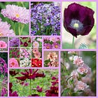 A garden design Before and After. Plus: 30 of the best UK and North America seed suppliers 