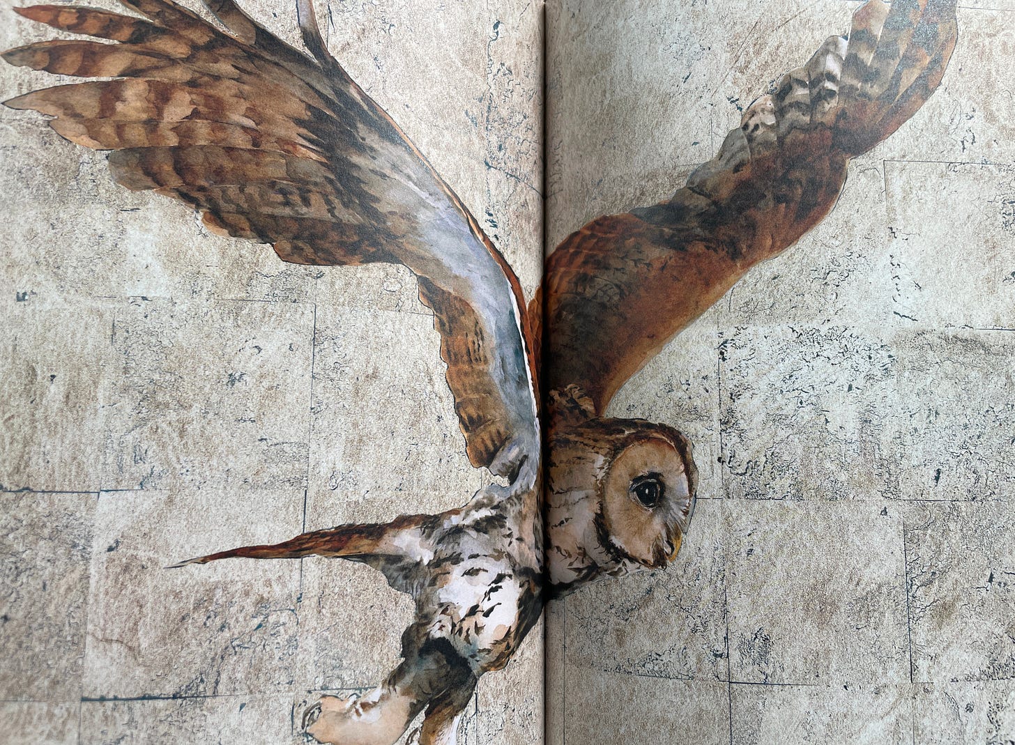 painting of tawny owl by Jackie Morris from The Book of Birds