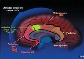 Structure of the cingulate cortex. The anterior region of the mid... |  Download Scientific Diagram