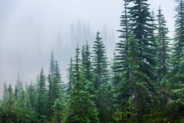 Pine Trees Inside Mount Rainier Covered By Mist In Winter Stock Photo -  Download Image Now - iStock