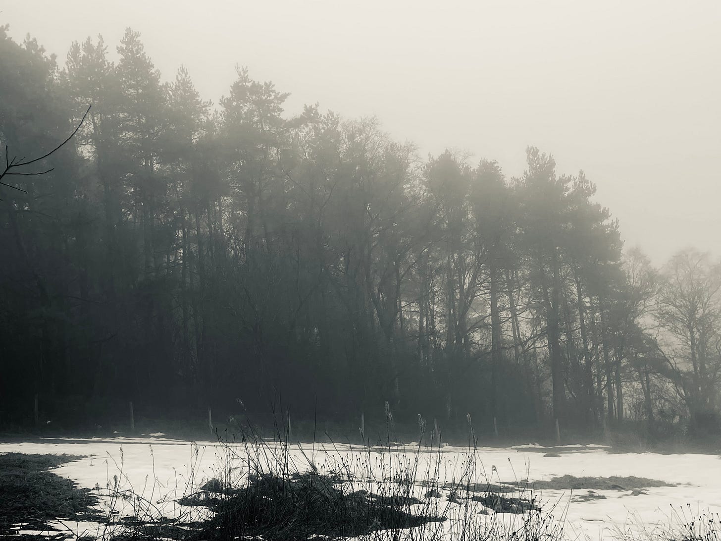 Fog-swathed trees behind a snowy patch of grass