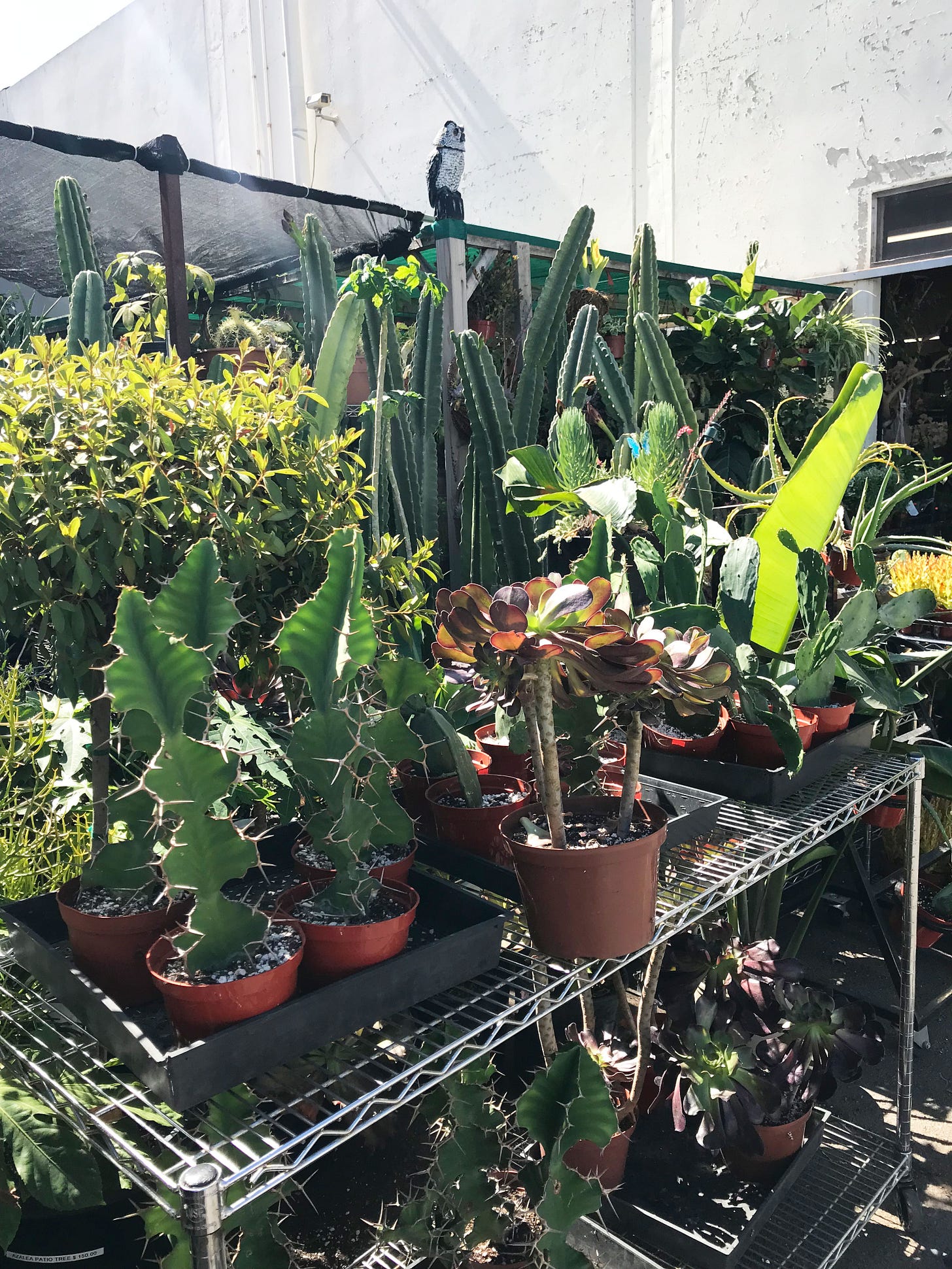 IMG_2816-2 IMG_2816-2