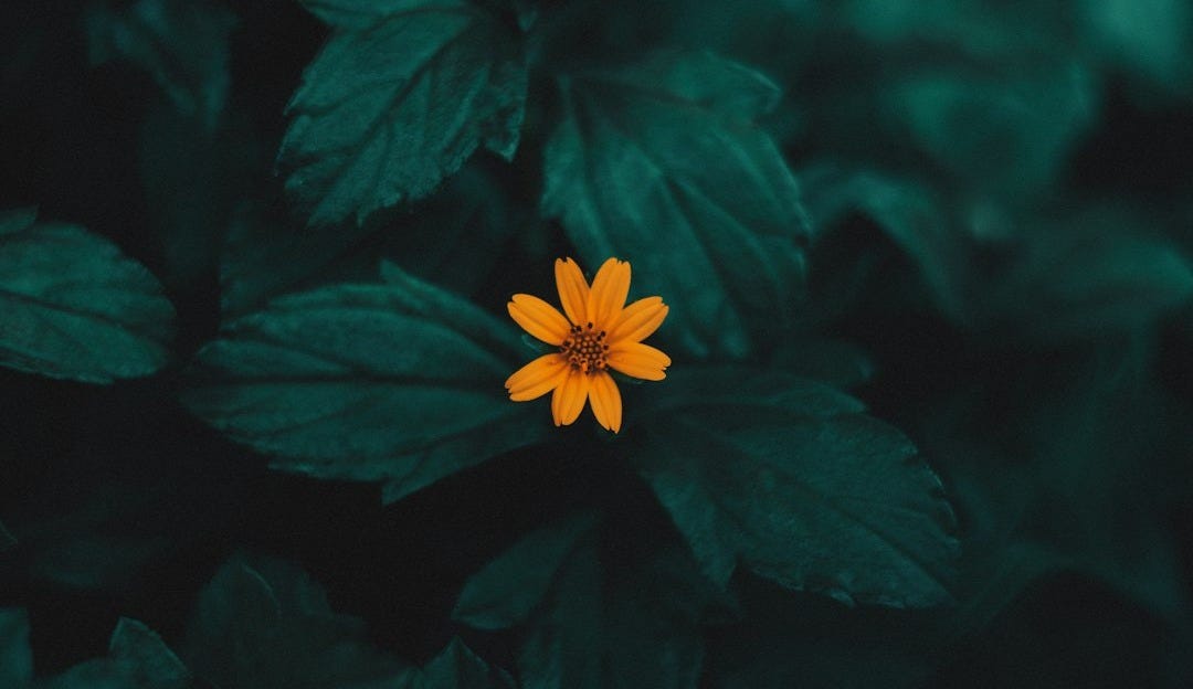yellow flower with green leaves