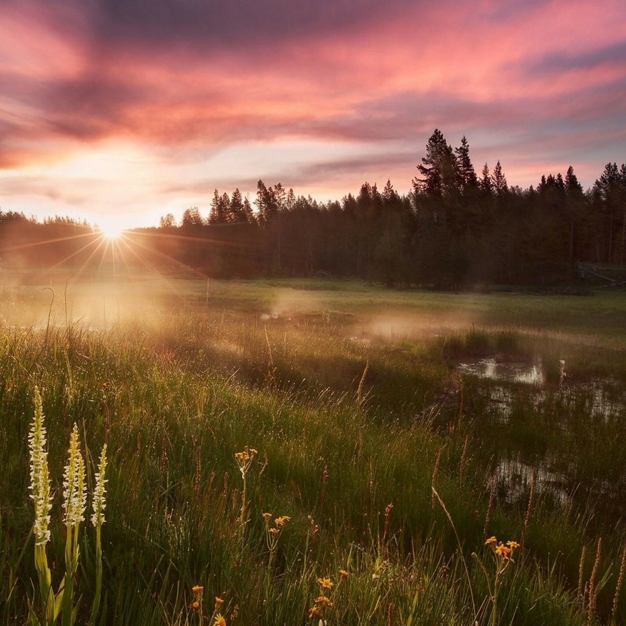Letters from the Meadow