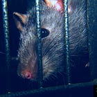 'Autism-Like Behaviors' in Offspring of COVID-Vaccinated Pregnant Rats: Journal 'Neurochemical Research'