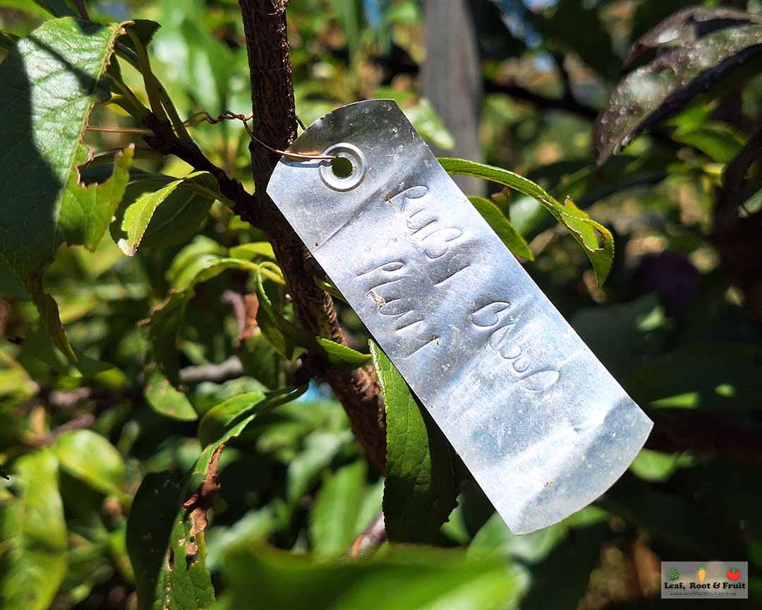 Tree Identifier Label Tree Identification Labels