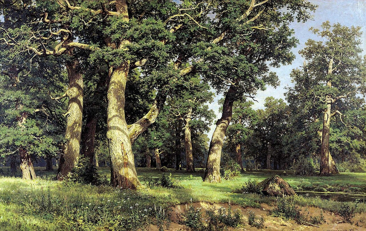 Massive old oak trees with heavy foliage in warm afternoon light Massive old oak trees with heavy foliage in warm afternoon light